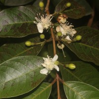 Psidium guineense Sw.